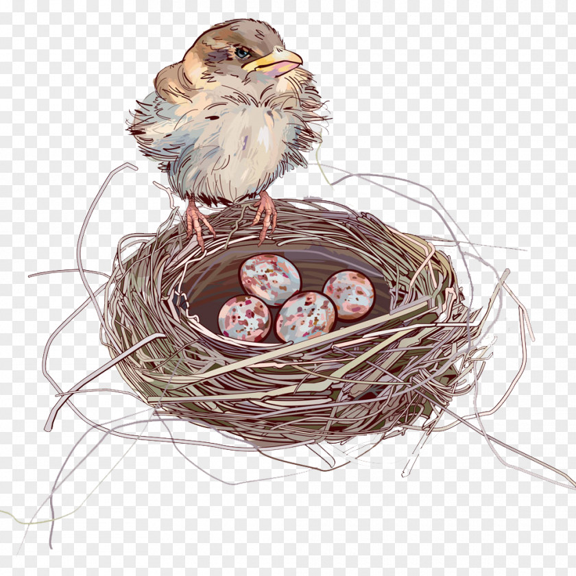 Cartoon Nest House Sparrow Bird PNG