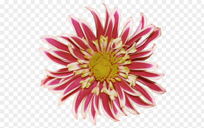Chrysanthemum Dahlia Flower Clip Art PNG