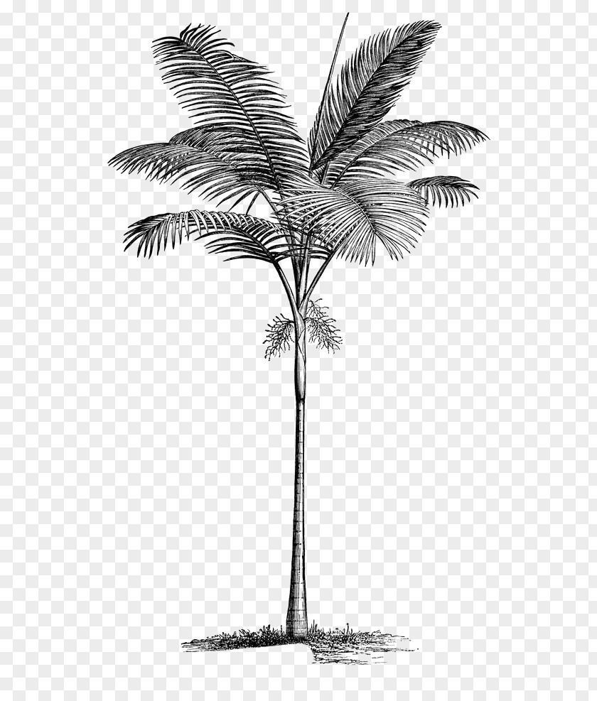 Coconut Leaves Arecaceae Tree Clip Art PNG