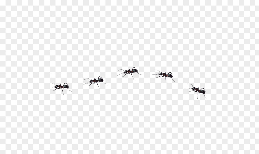 Ant Insect PNG
