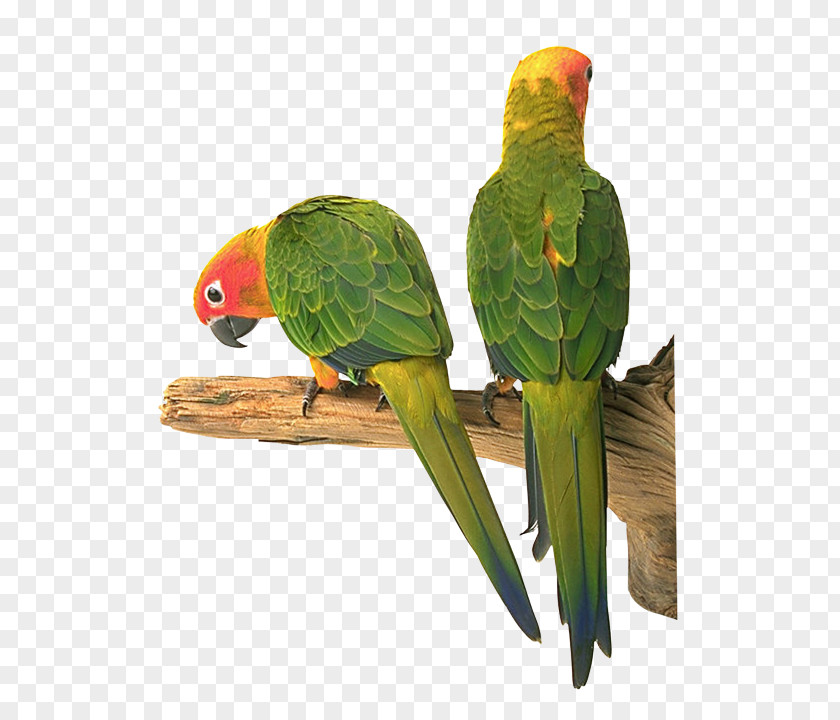 Bird Lovebird Parakeet Riddle Child PNG