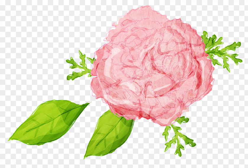 Carnation Flower Illustration Image Download Graphic Design PNG