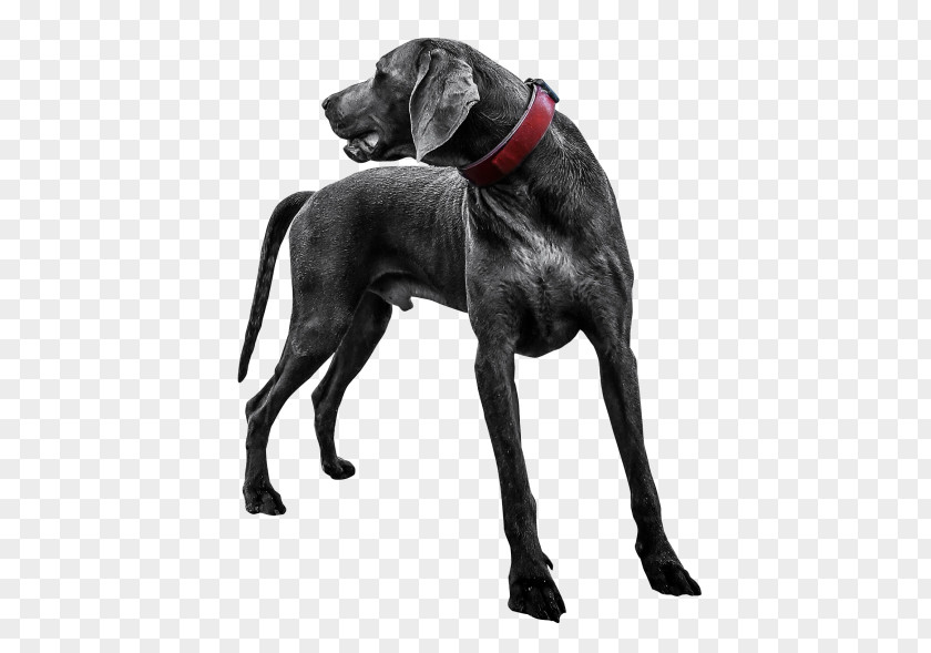 Dog Labrador Retriever Great Dane St. Bernard Weimaraner PNG