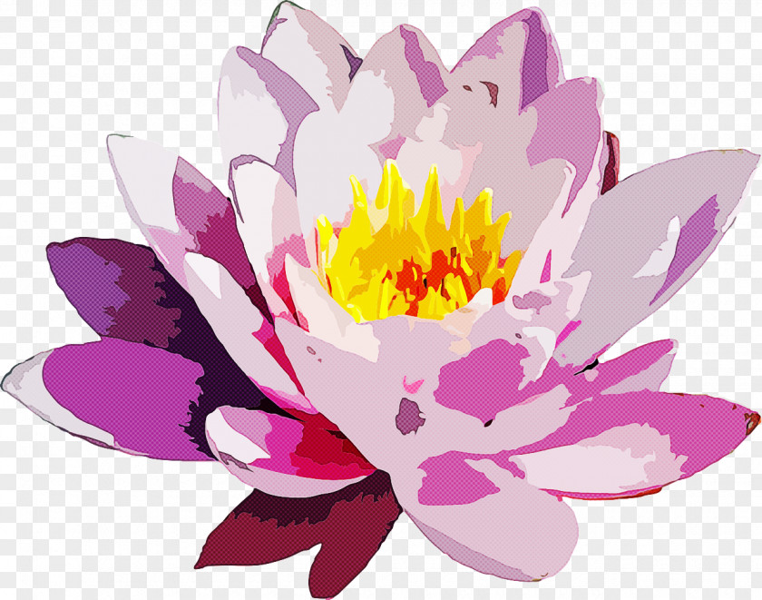 Flower Petal Fragrant White Water Lily Aquatic Plant Pink PNG
