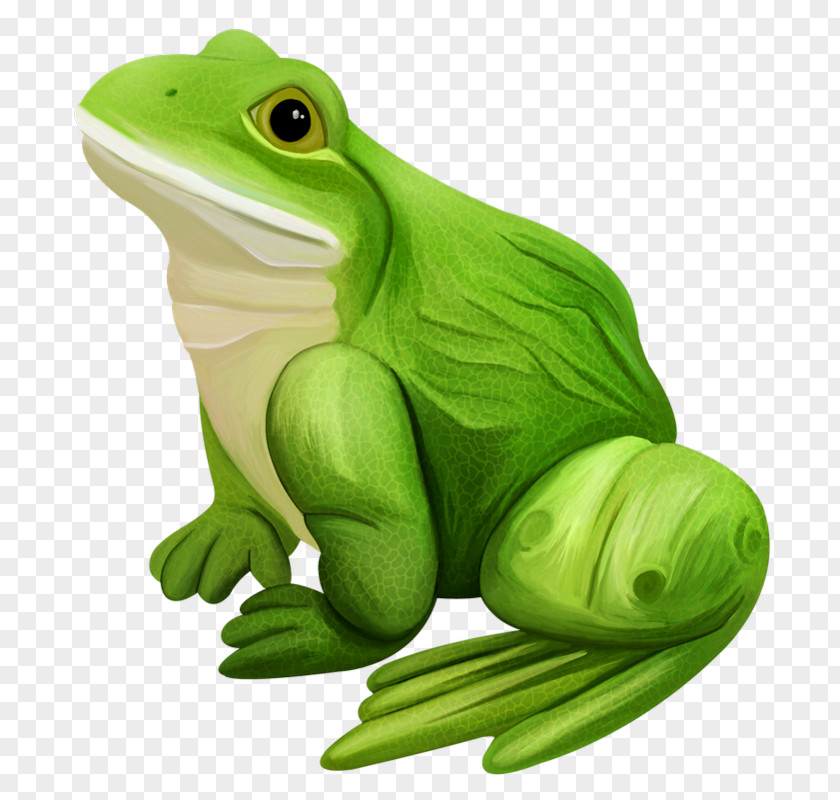 Kermit The Frog True Edible Lithobates Clamitans PNG