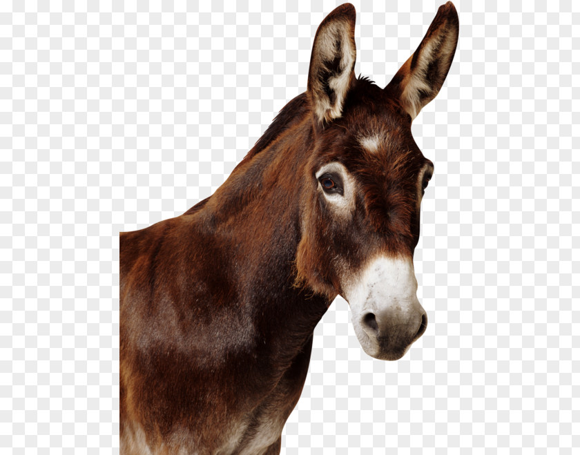 Mule Donkey Horse Stallion Mare PNG