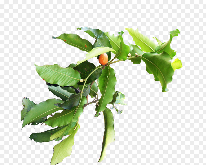 Branch Vegetable Fruit Plant Stem Leaf PNG