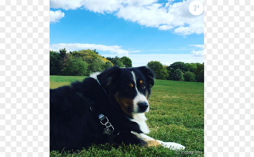 Dog Breed Bernese Mountain Entlebucher Greater Swiss Appenzeller Sennenhund PNG