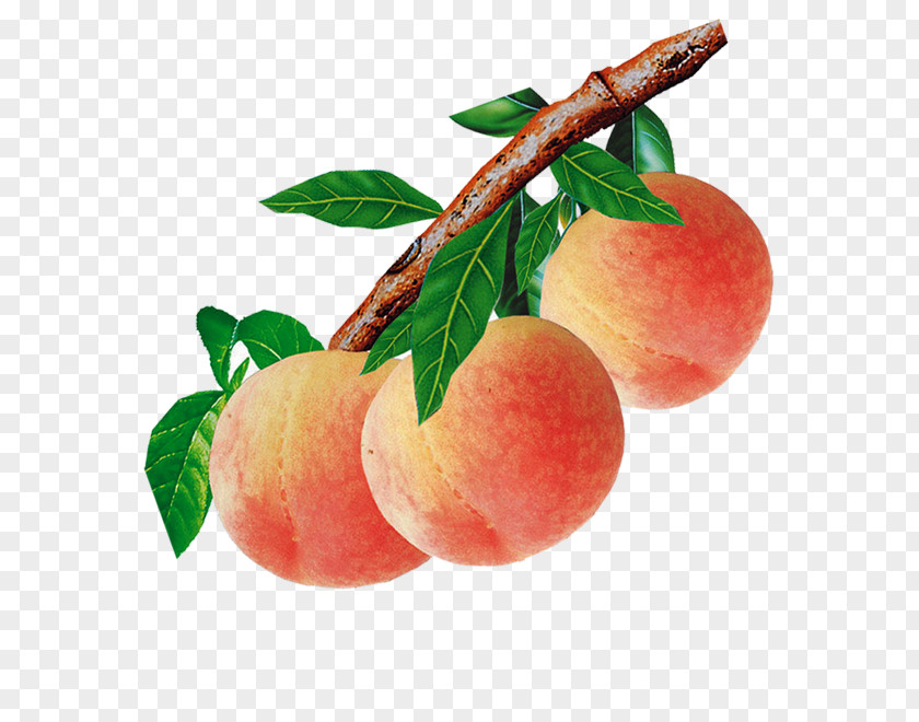 Peach Food Auglis PNG