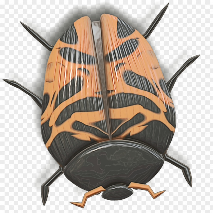 Pest Insect Cockroach PNG