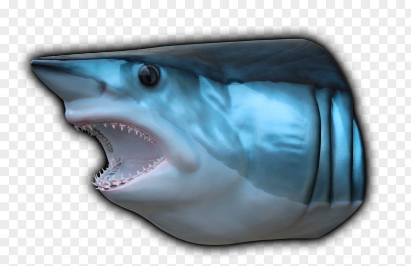Shark Tiger Isurus Oxyrinchus Blue Hammerhead PNG