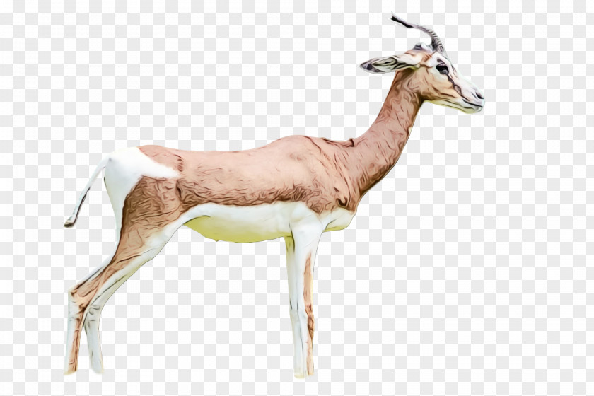 Springbok Oryx Impala Gazelle Deer PNG