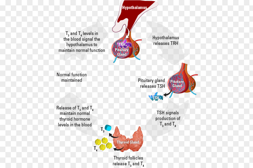 The Thyroid Gland Hormones Metabolism PNG