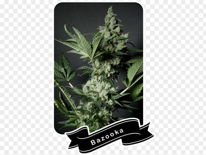 Cannabis Shop La BaZooKa Seed Flavor PNG