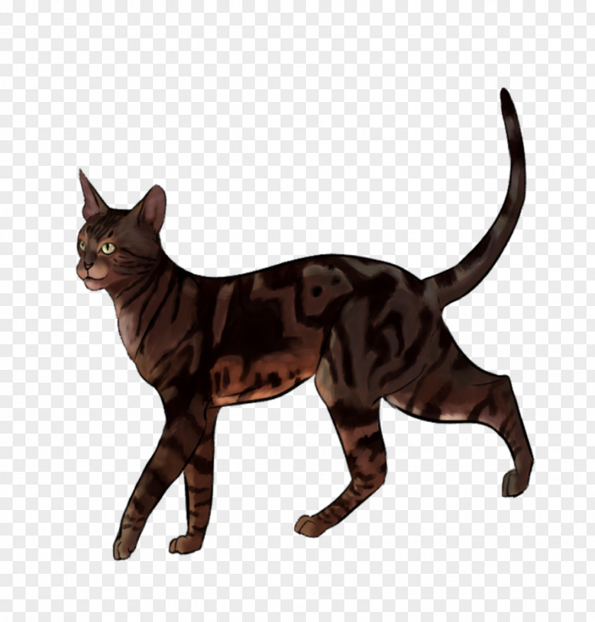 Exotic Animals California Spangled Ykt.Ru Domestic Short-haired Cat Hyundai Taksi Mezhgorod PNG