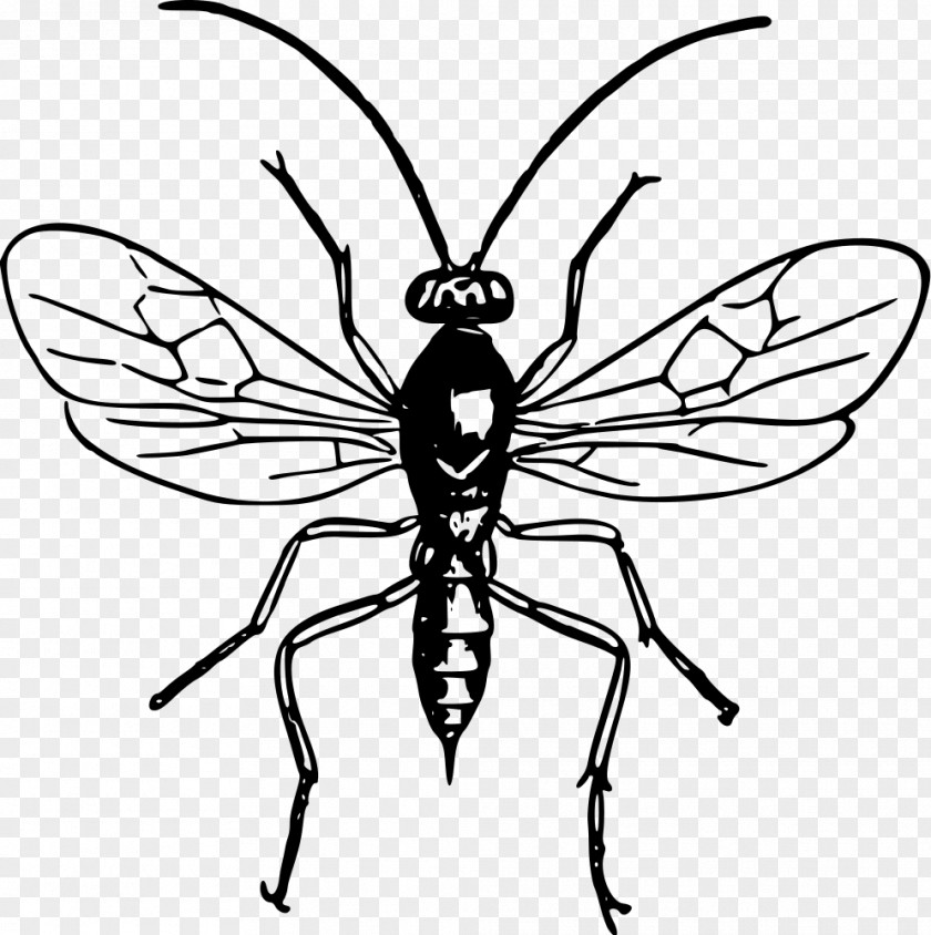 Insect Hornet Black And White Bee Clip Art PNG