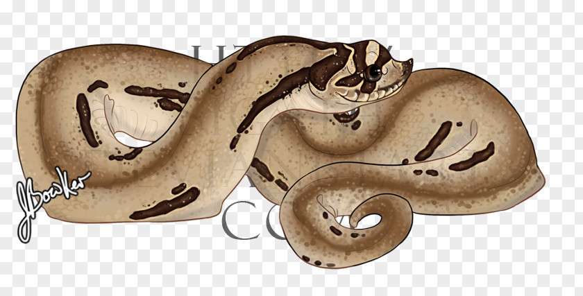 Jewellery Boa Constrictor Body Ear Animal PNG