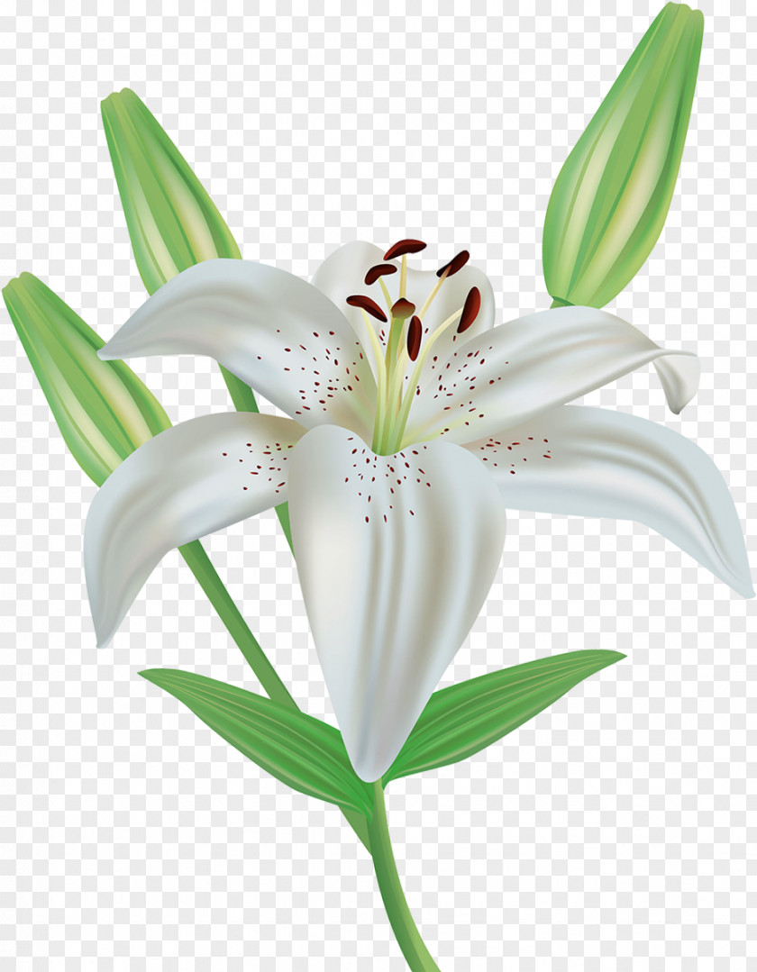 Lily Order Hippeastrum Easter Background PNG