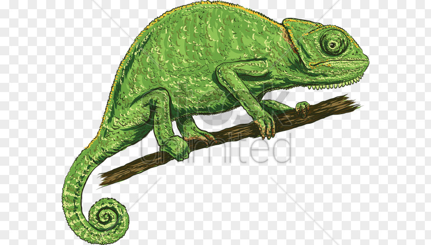 Lizard Chameleons Illustration Vector Graphics PNG
