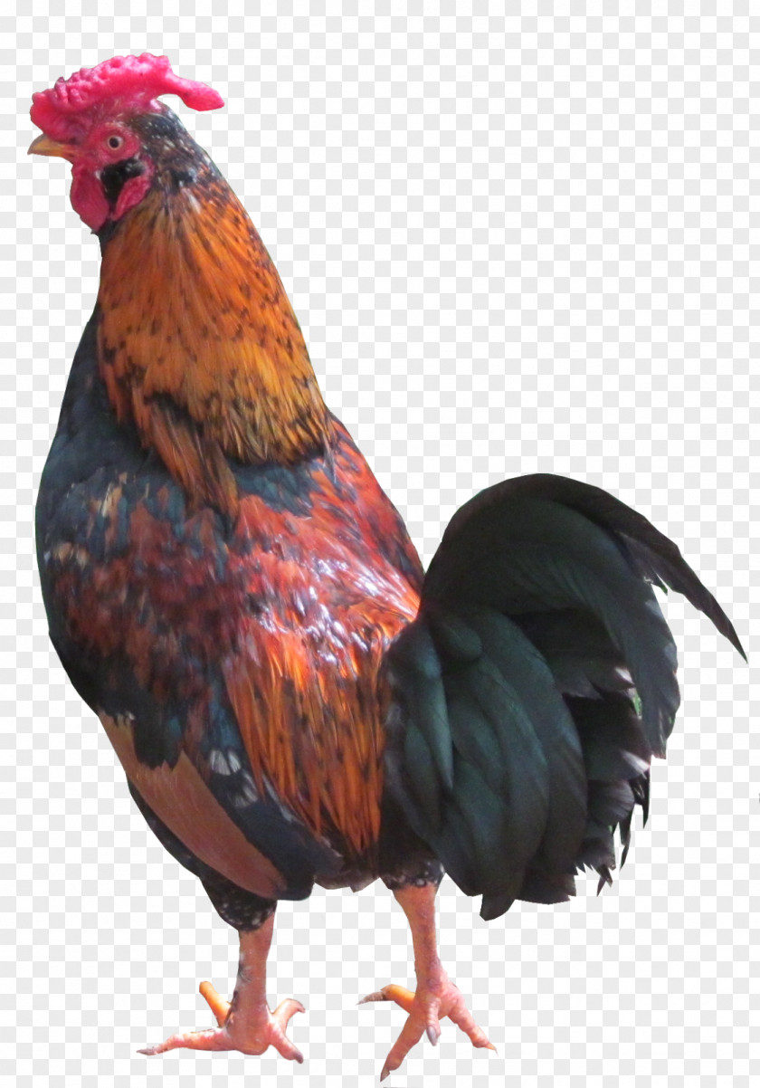 Pavao Poster Chicken Football Rooster Image PNG