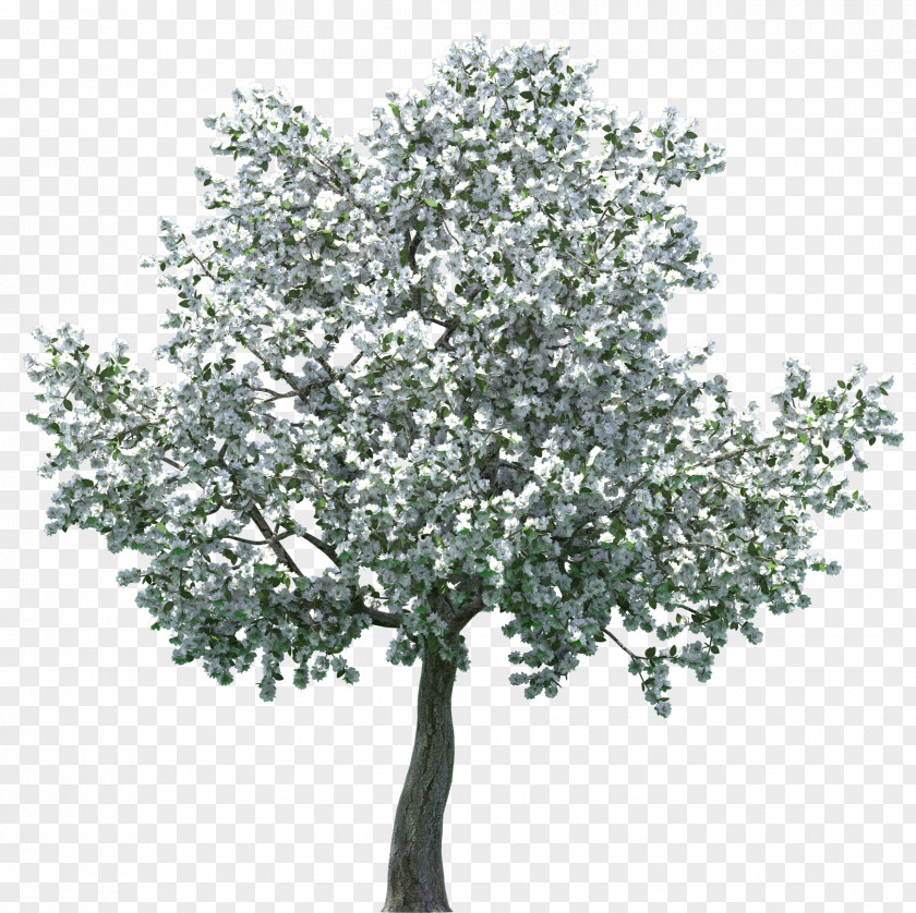 Pistachios Tree Cherry Blossom Clip Art PNG