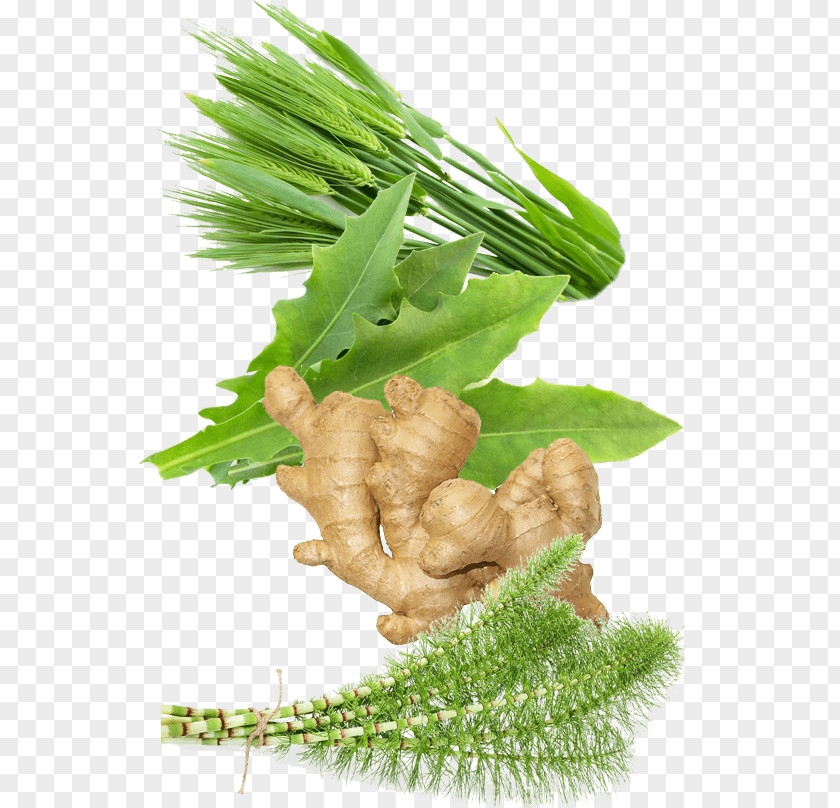 Barley Superfood Leaf Vegetable Nutrient PNG