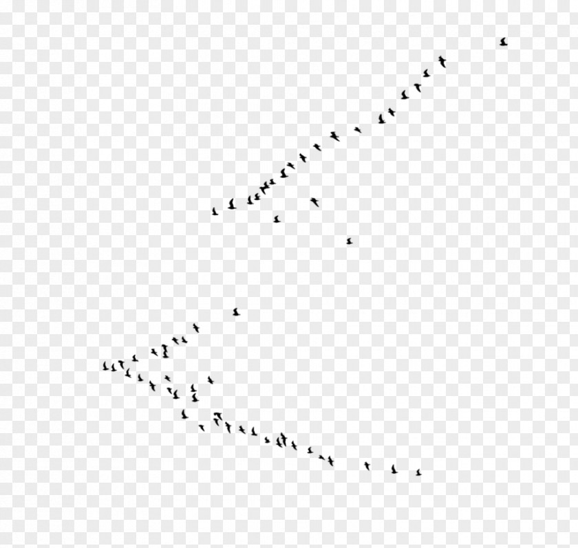 Birds Transparent Black And White Line Point Angle PNG
