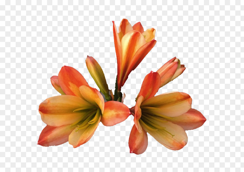 Cycas Cut Flowers Petal PNG