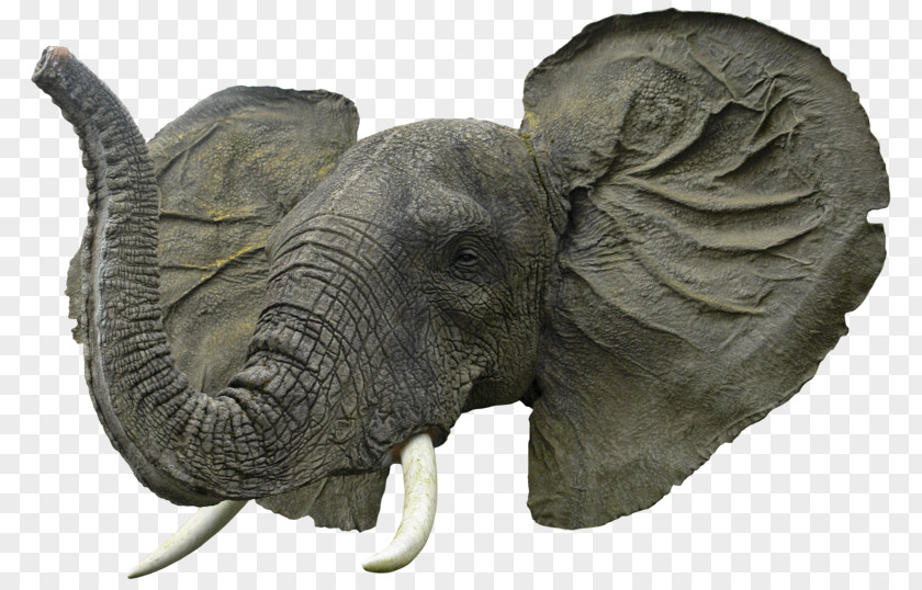 Elephant Head African Desktop Wallpaper PNG