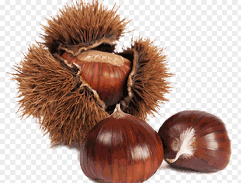 Sweet Chestnut Marron Stock Photography PNG
