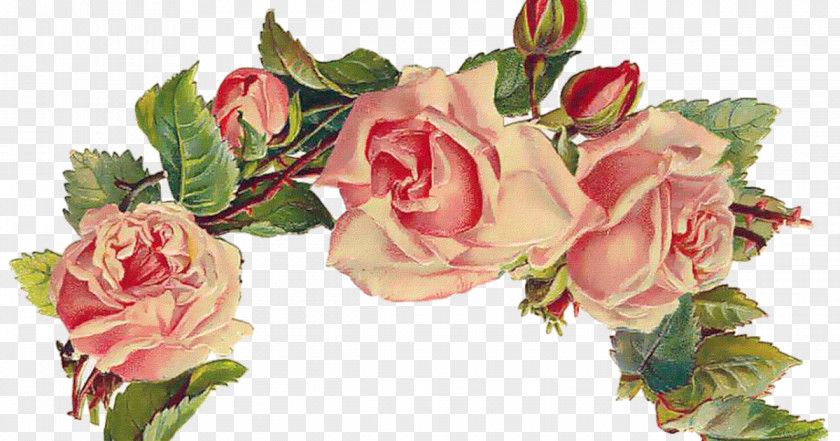 Rose Post Cards Vintage Clothing Greeting & Note Clip Art PNG
