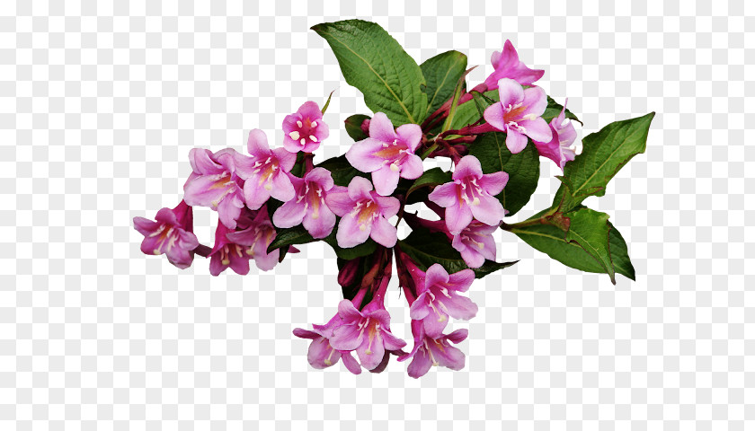 Branch Bouquet Flower Plant Pink Lilac Petal PNG