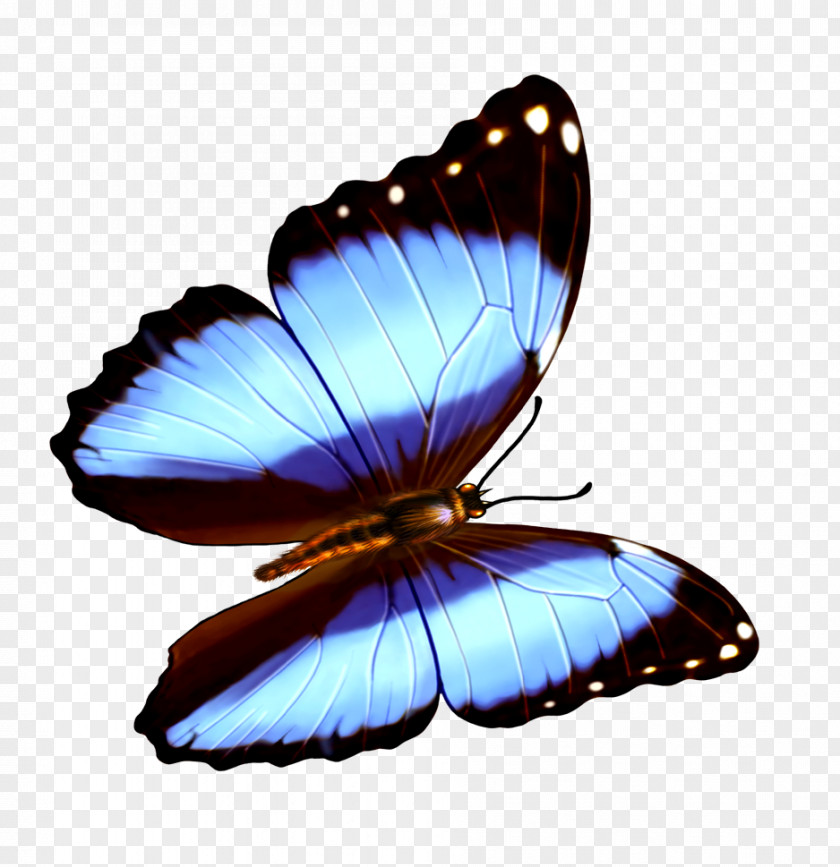 Butterfly Transparency And Translucency Wallpaper PNG