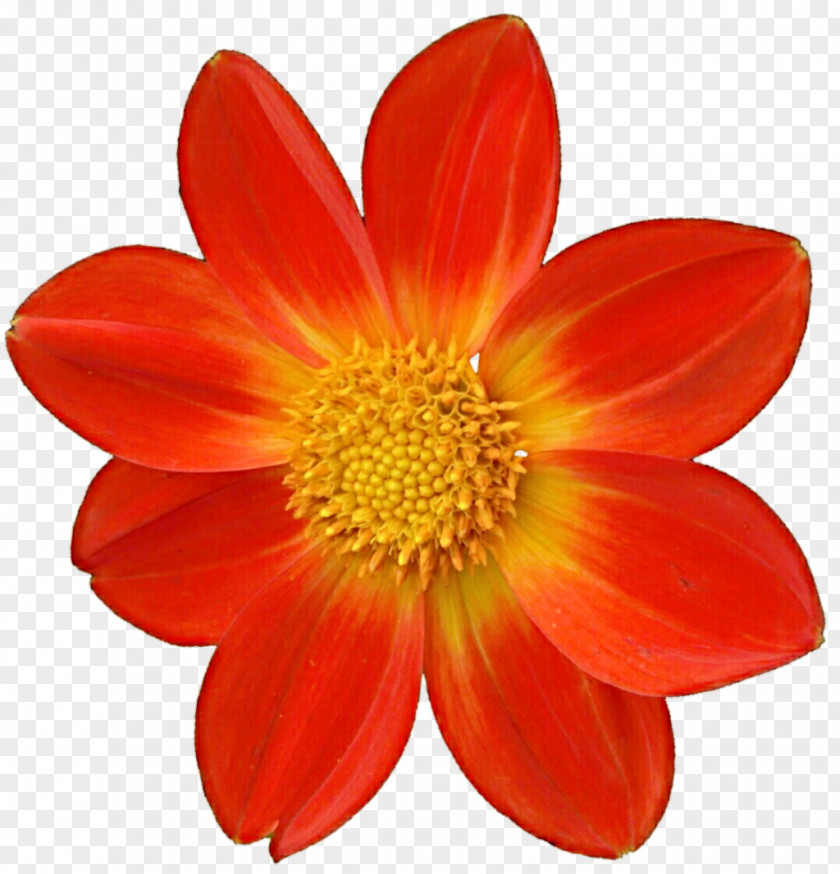 Dahlia File Flower Yellow Red PNG