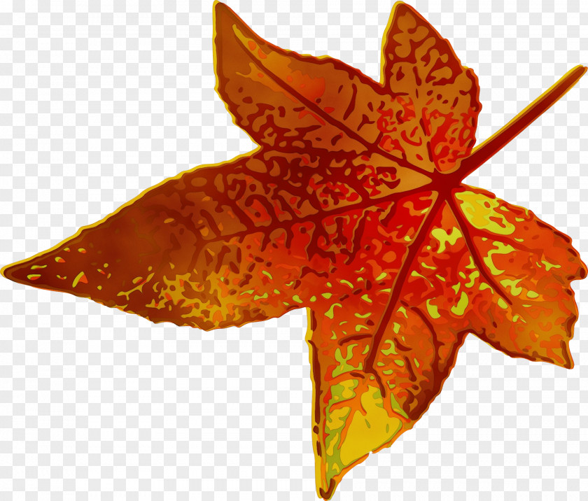 Deciduous Sweet Gum Maple Leaf PNG