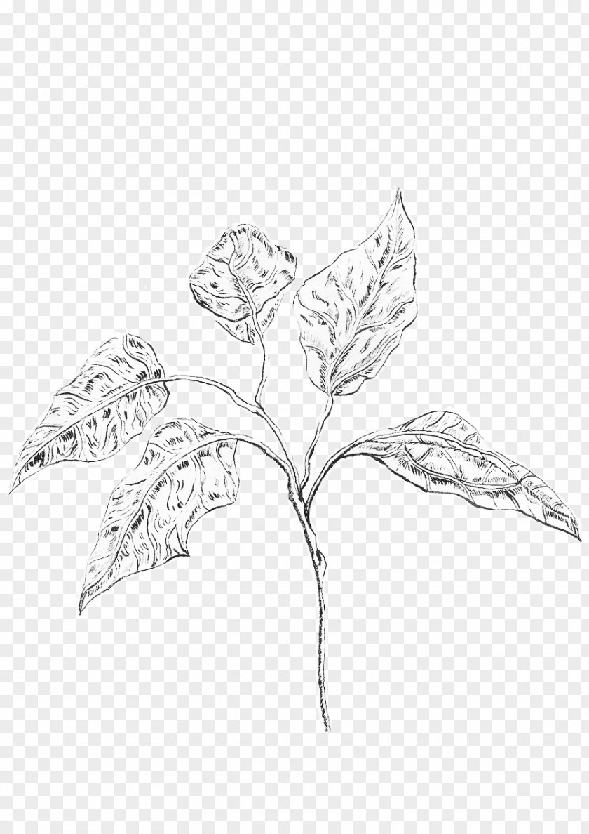 Handmade Watercolour Paper Sketch Twig Leaf Plant Stem Line Art PNG