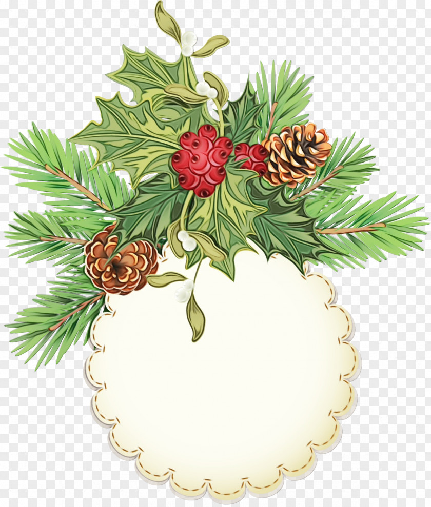 Pine Family Branch Holly PNG