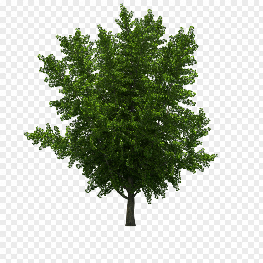 Tree Spruce Landscape PNG