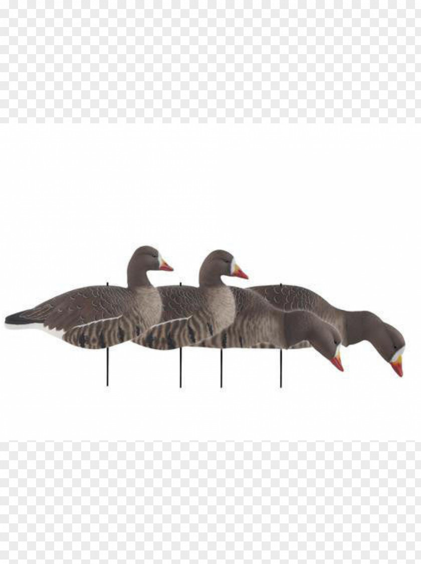 Goose Decoy Mallard Greater White-fronted Waterfowl Hunting PNG
