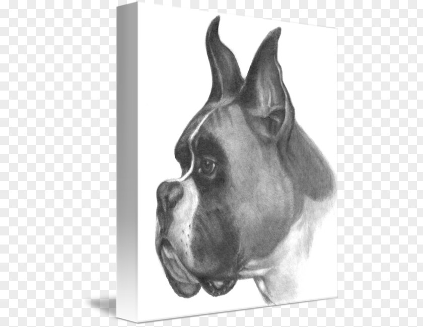 Pencil Boxer Dog Breed Drawing Dogs Sketch PNG