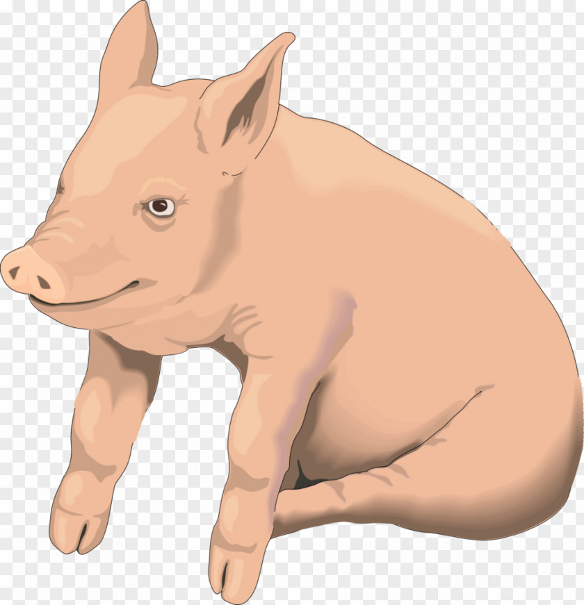 Pig Domestic Clip Art PNG