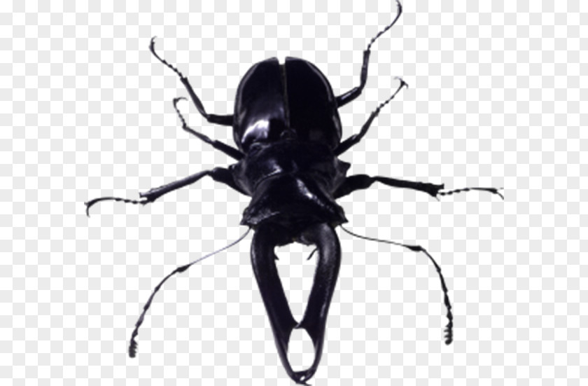 Black Beetle Insect Image File Formats PNG