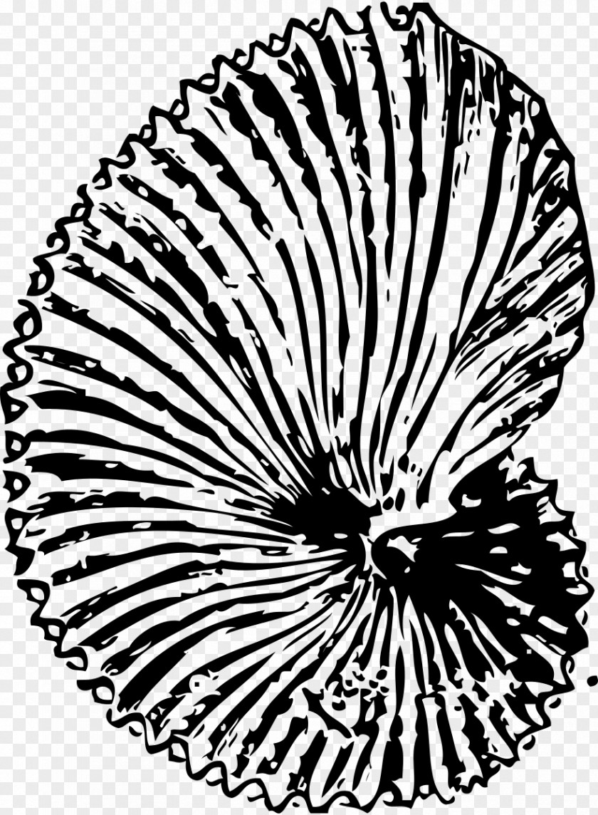 Fossil Cliparts Seashell Clip Art PNG