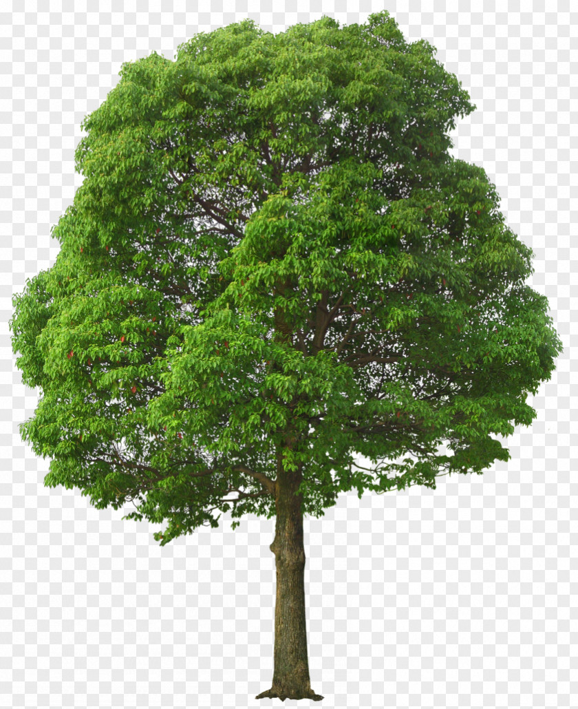 Large Green Tree Picture Clip Art PNG