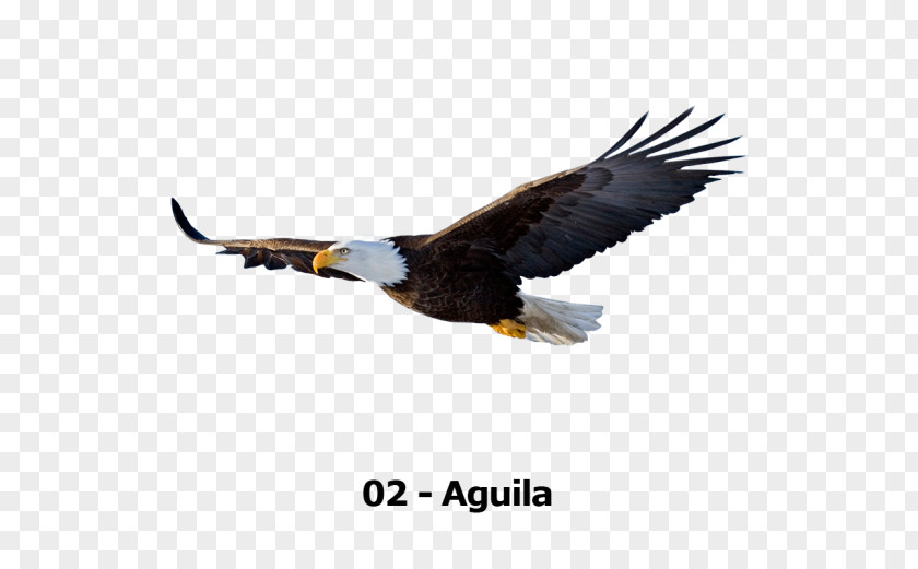 Eagle Bald Clip Art Bird PNG