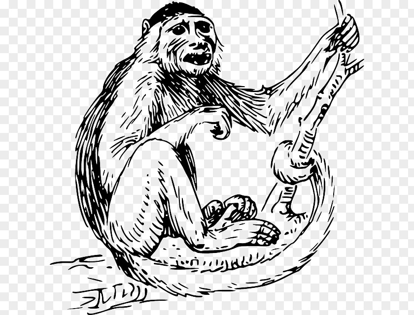 Monkey Capuchin Clip Art PNG