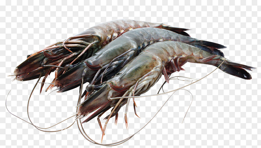 Prawns Caridea Giant Tiger Prawn Tambak Udang Shrimp PNG tiger prawn udang Shrimp, Farmers Market clipart PNG