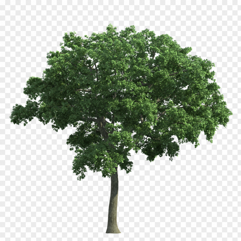 Trees Decision Tree Learning Landscape Overfitting PNG