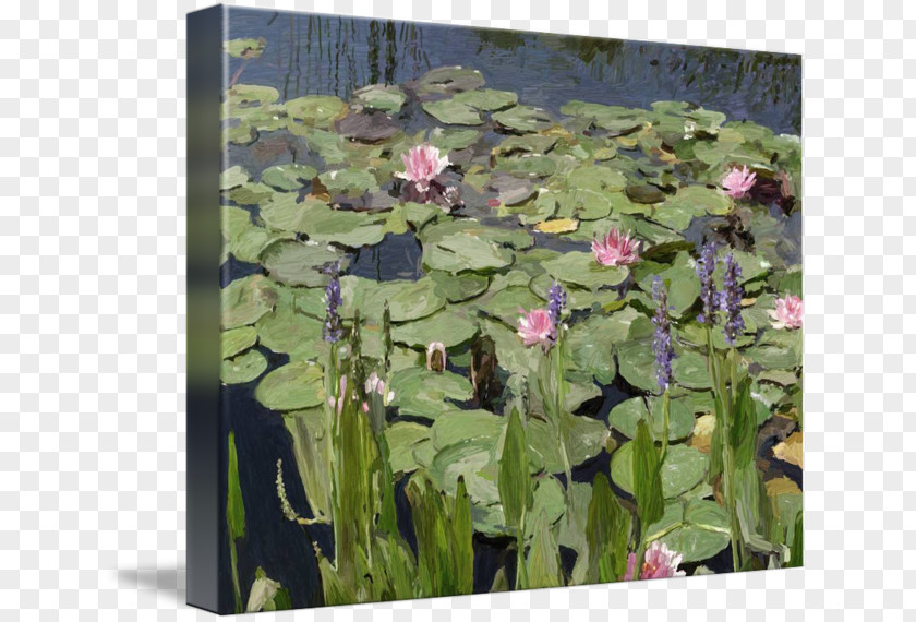 Water Lilies Flower Pond Painting Aquatic Plants PNG