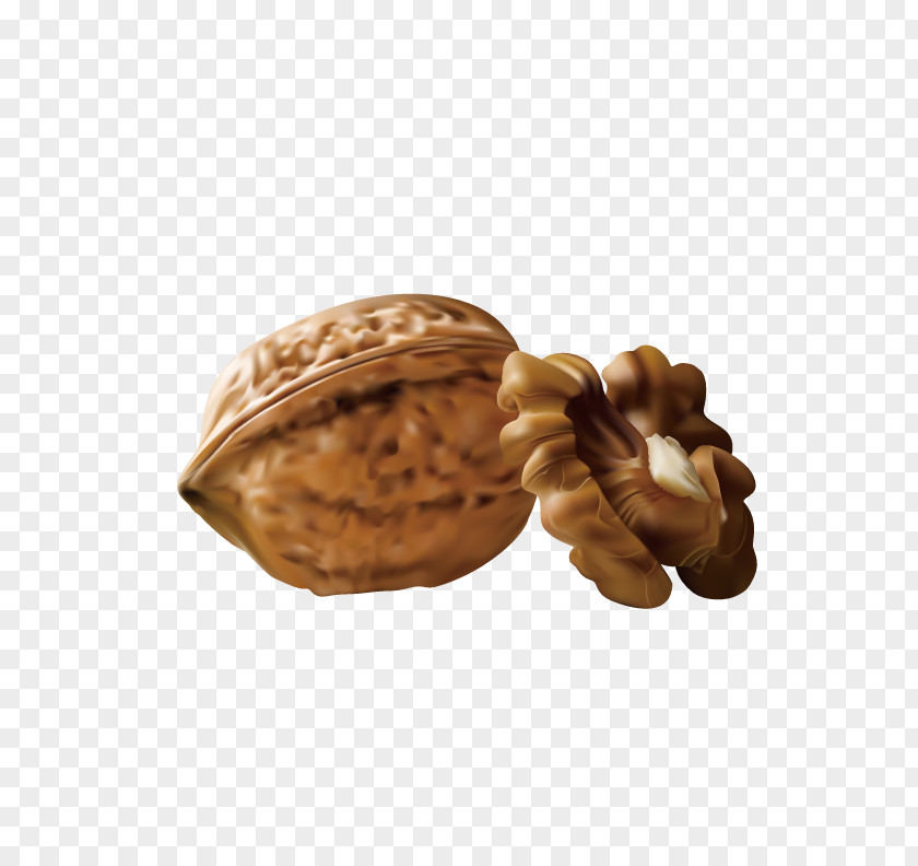 Attractive Walnut Euclidean Vector PNG